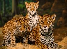 Jaguar Day (International)