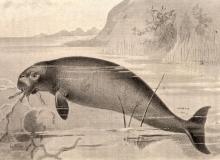 Remembrance Day for Lost Species