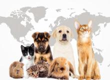 World Pet Day