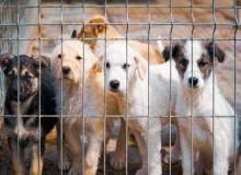 Celebrate Shelter Pets Day