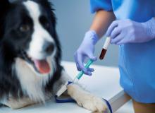Day of Veterinary Medicine