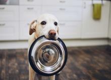 Holiday Food Drive for Needy Animals Day
