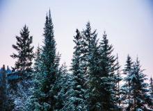 Look for an Evergreen Day