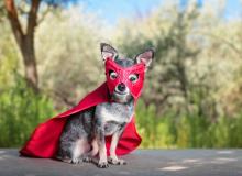 Underdog Day