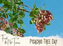 Pistachio Tree Day