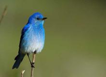 Audubon Day