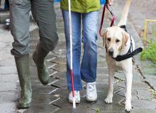Guide Dog Day