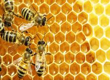 World Honey Bee Day