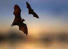 Bat Night