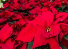 Poinsettia Day