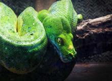 Serpent Day