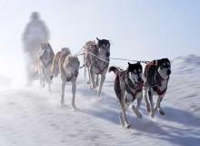 Sled Dog Day
