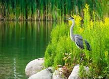 World Wetlands Day