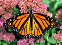 Western Monarch Day