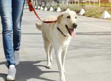 Walking the Dog Day