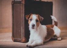 Pet Travel