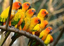 Bird Day