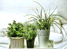 Houseplant Appreciation Day