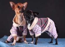 Dress Up Your Pet Day