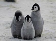 Penguins