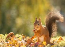 Squirrel Appreciation Day