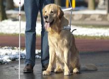 Seeing Eye Dog Day