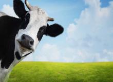 Cow Appreciation Day