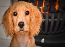 pet fire safety day