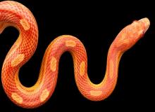 World Snake Day