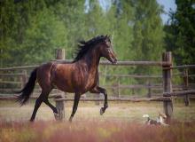 World Horse Day
