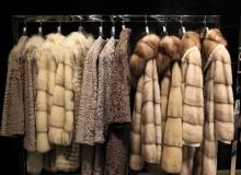 Fur Free Friday