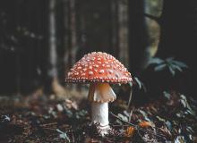 Day of the Mushroom