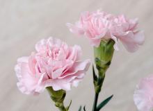Carnation Day