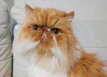 Cat Day