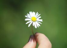 Daisy Day