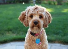 Doodle Dog Day
