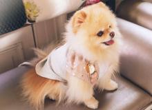 Little Pampered Dog Day