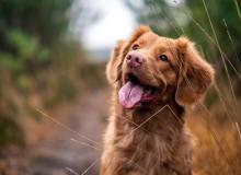 Purebred Dog Day