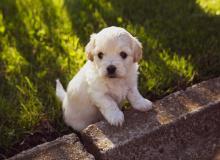Puppy Day