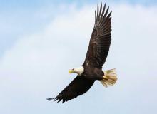 Save the Eagles Day