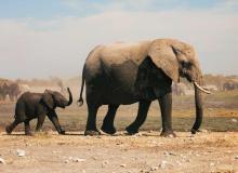 Save the Elephant Day