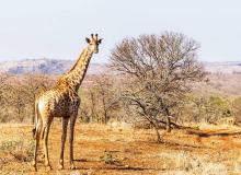 World Giraffe Day