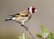 Go Birding Day