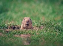 Groundhog Day