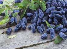 Haskap Berry Day, also known as Blue Honeysuckle Day