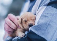 Hug Your Puppy Day