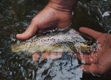 Catch and Release Day