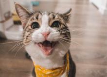 Happy Mew Year for Cats Day
