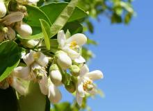 Orange Blossom Day