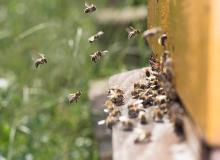 World Bee Day